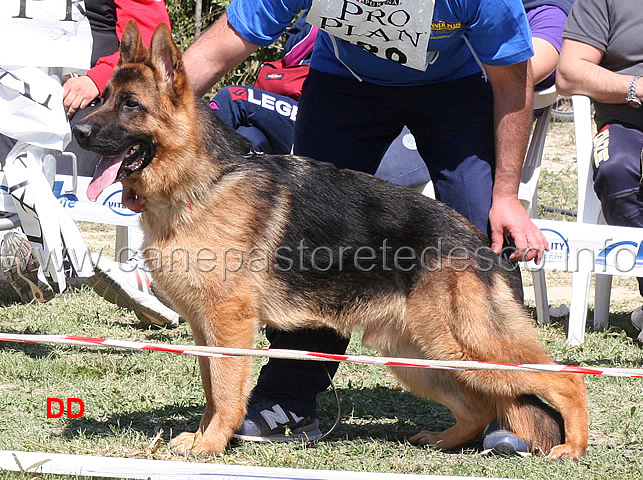 alak-di-santa-venere-2mb-cuccioloni-maschi.jpg - Alak di Santa Venere 2 MB Cuccioloni maschi 