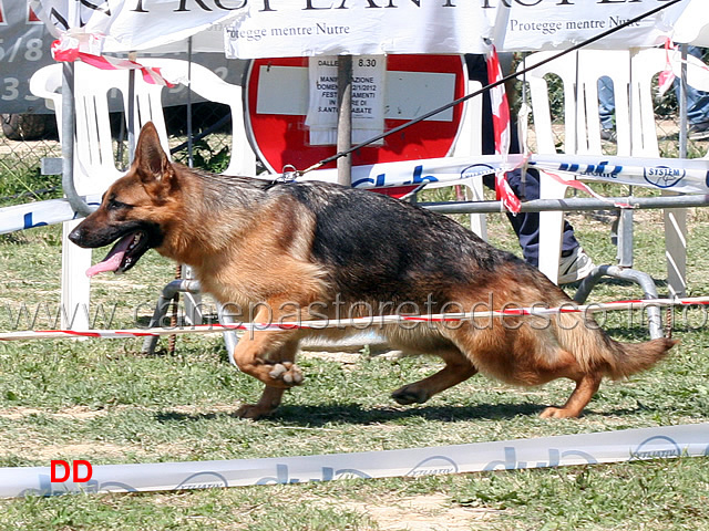 cucciolone-femmine-furia-di-casa-arcaro.jpg - Cucciolone femmine Furia di Casa Arcaro 