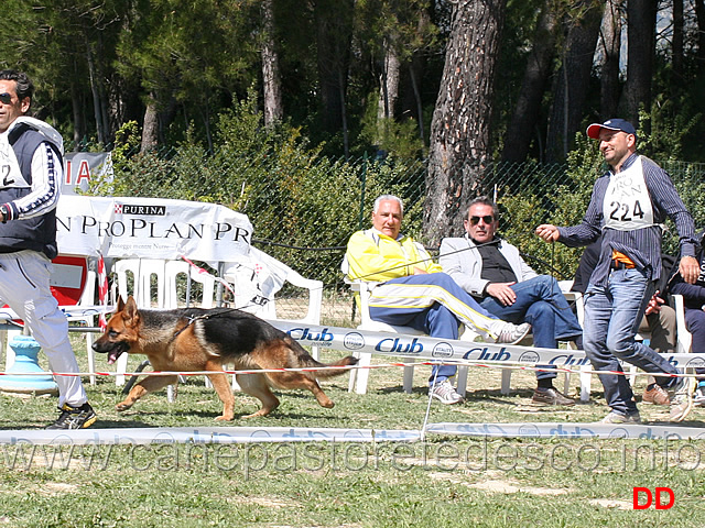 cucciolone-femmine-upupa-di-casa-falbo.jpg - Cucciolone femmine Upupa di Casa Falbo 