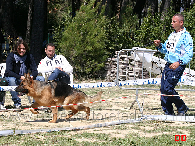 cuccioloni-maschi-falcao-di-casa-arcaro.jpg - Cuccioloni maschi Falcao di Casa Arcaro 