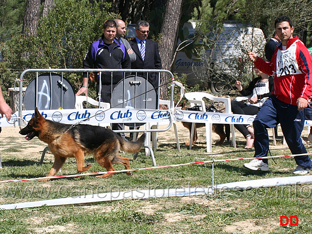 cuccioloni-maschi-quax-degli-achei.jpg - Cuccioloni maschi Quax degli Achei 