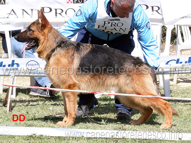 falcao-di-casa-arcaro-1mb-cuccioloni-maschi.jpg - Falcao di Casa Arcaro 1 MB Cuccioloni maschi 