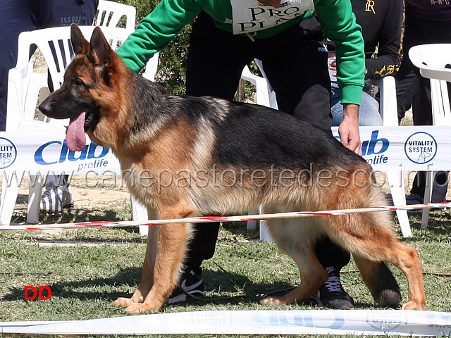 fedor-di-nepetiae-4b-cuccioloni-maschi.jpg - Fedor di Nepetiae 4 B Cuccioloni maschi 