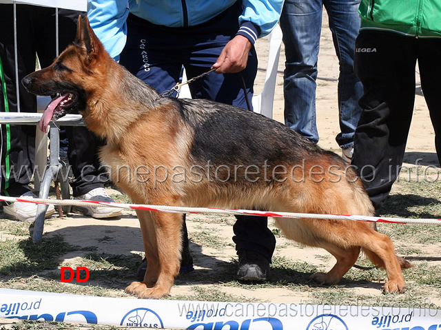 furia-di-casa-arcaro-1mb-cucciolone-femmine.jpg - Furia di Casa Arcaro 1 MB Cucciolone femmine 