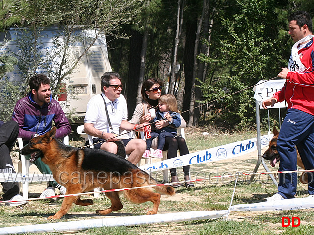 giovanissimi-maschi-kevin-di-casa-schwarz.jpg - Giovanissimi maschi Kevin di Casa Schwarz