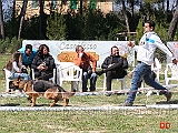 cucciolone-femmine-elen-di-casa-gargiullo