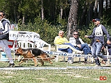 cucciolone-femmine-upupa-di-casa-falbo