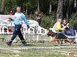 cucciolone-femmine-zelin-di-villa-rostom