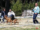 cuccioloni-maschi-falcao-di-casa-arcaro