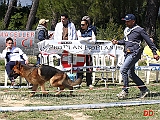 cuccioloni-maschi-ultimo-di-casa-falbo