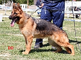 furia-di-casa-arcaro-1mb-cucciolone-femmine-02