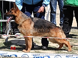 furia-di-casa-arcaro-1mb-cucciolone-femmine