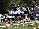 juniores-femmine-di-casa-pellicani-nora-cleo-di-casa-massarelli