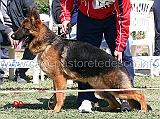 quax-degli-achei-3mb-cuccioloni-maschi