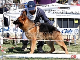 ultimo-di-casa-falbo-5b-cuccioloni-maschi