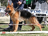 upupa-di-casa-falbo-6mb-cucciolone-femmine