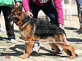 zelin-di-villa-rostom-2mb-cucciolone-femmine