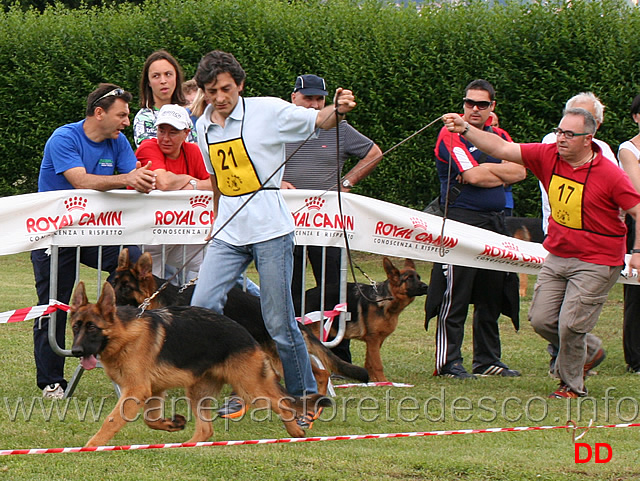 ghero-della-vignazzola-e-tiger-von-aurelius.jpg - Juniores maschi Ghero della Vignazzola e Tiger v. Aurelius