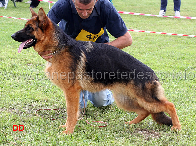 narro-di-casa-piellier.jpg - Cuccioloni maschi 1 MB Narro di Casa Piellier