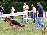 cuccioloni-maschi-narro-di-casa-piellier