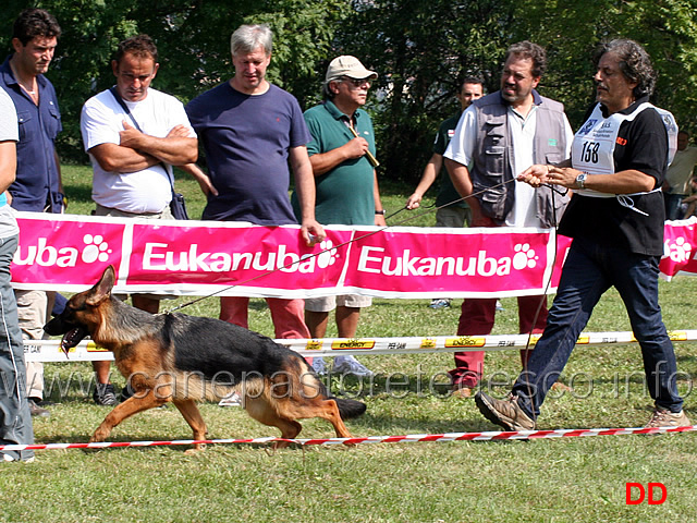 cucciolone-femmine-hafra-del-ceresio.jpg - Cucciolone femmine Hafra del Ceresio