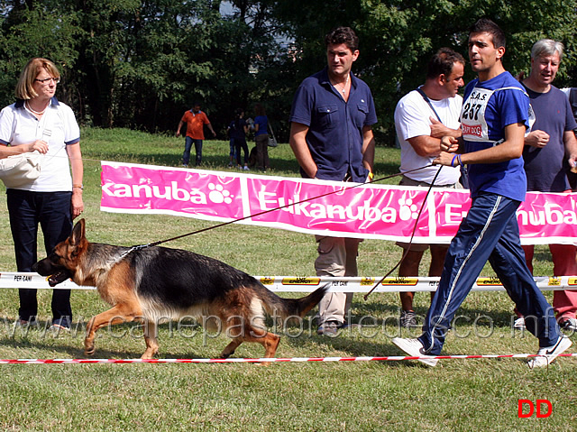 cucciolone-femmine-huna-del-ceresio.jpg - Cucciolone femmine Huna del Ceresio