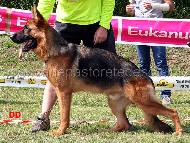 heto-del-ceresio-8mb-cuccioloni-maschi.jpg - Heto del Ceresio 8 MB Cuccioloni maschi 