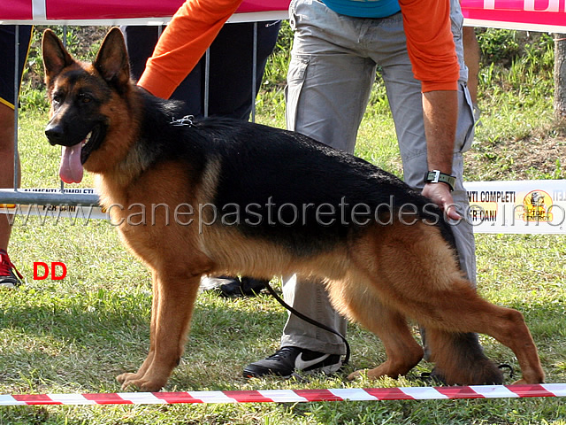 raja-di-casa-beggiato-4mb-giovanissimi-maschi.jpg - Raja di Casa Beggiato 4 MB Giovanissimi maschi 