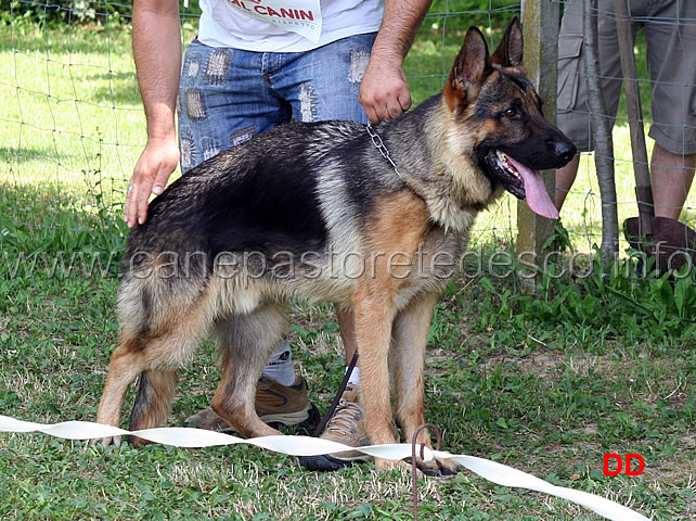 anco-della-padana-vescovana-2mb-cuccioloni-maschi.jpg - Anco della Padana Vescovana 2 MB Cuccioloni maschi 