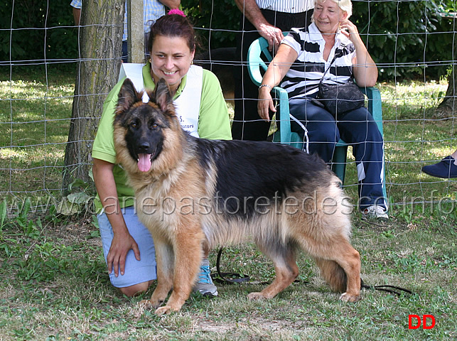 cora-von-dax-all-alberone-1mb-cucciolone-femmine-a-pelo-lungo.jpg -  Cora von Dax All'Alberone 1 MB Cucciolone femmine a pelo lungo