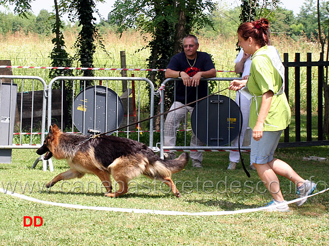 cucciolone-femmine-a-pelo-lungo-cora-von-dax-all-alberone.jpg - Cucciolone femmine a pelo lungo Cora von Dax All'Alberone