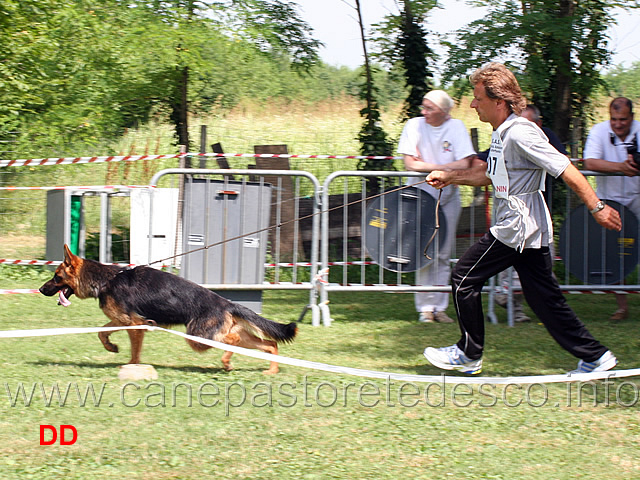 cuccioloni-femmine-brina-dei-due-fiumi.jpg - Cucciolone femmine Brina dei Due Fiumi 