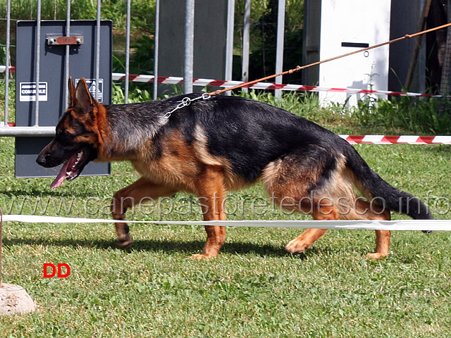 juniores-femmine-bella-del-frutteto.jpg - Juniores femmine Bella del Frutteto 