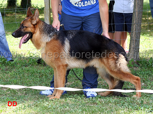 marco-della-valzoldana-1mb-cuccioloni-maschi.jpg -  Marco della Valzoldana 1 MB Cuccioloni maschi 