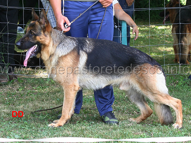 valdo-della-padana-vescovana-1mb-giovanissimi-maschi.jpg -  Valdo della Padana Vescovana 1MB Giovanissimi maschi 