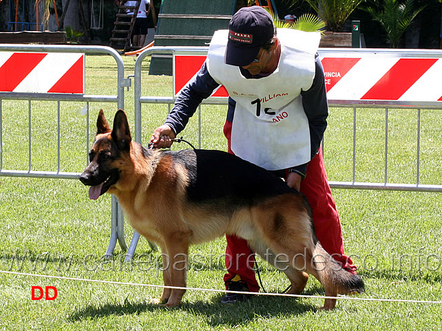 dee-jay-1mb-cuccioloni-maschi.jpg - Dee Jay 1 MB Cuccioloni maschi 