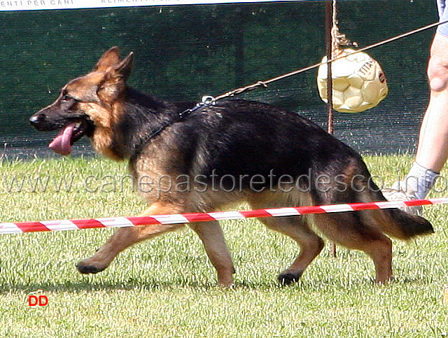 042.jpg - Classe Juniores femmine 9 Zilla dell'Alto Pino