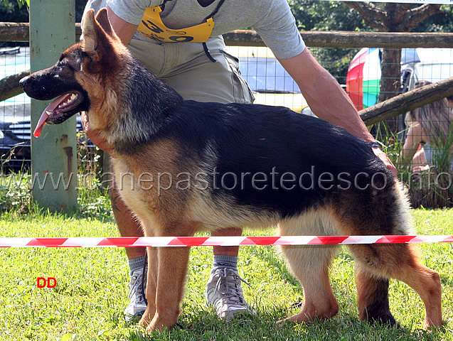 043.jpg - Classe Juniores femmine 10 Bessy della Vignazzola