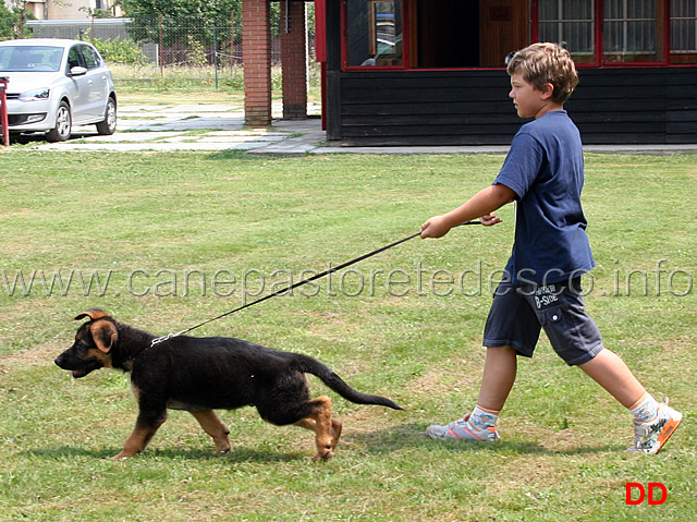 come-presentare-un-cane-03.jpg - Prova di conduzione