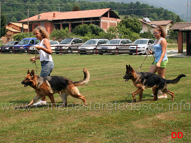 come-presentare-un-cane-04.jpg - Prova di conduzione