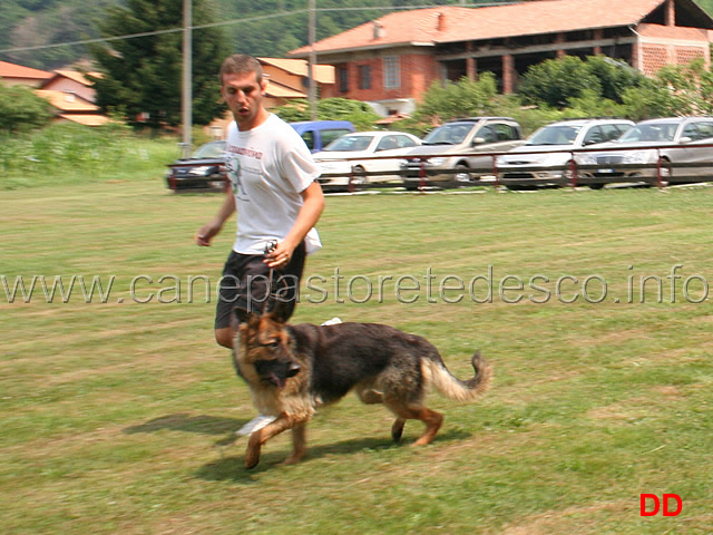 come-presentare-un-cane-05.jpg - Prova di conduzione