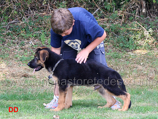 come-presentare-un-cane-07.jpg - Adesso vi faccio vedere cos'ho imparato ieri