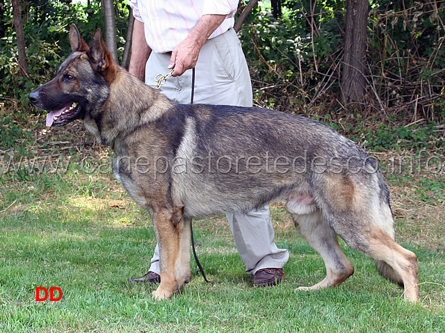 max-in-posa-03.jpg - anche i cani da lavoro stanno in posa...grande Max!