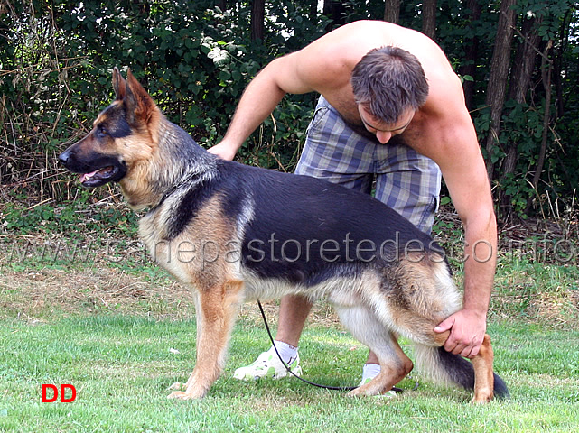 piazzare-il-cane.jpg - Piazzare il cane...ci provano anche i lavoristi!