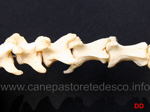 processo-di-ossificazione-anomala-nelle-vertebre-coccigee.jpg - Processo di ossificazione anomale nelle vertebre coccigee