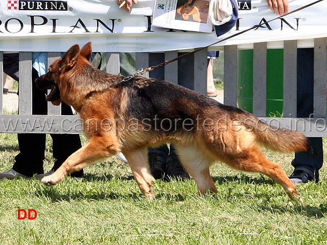 Cora-della-Val-Zoldana.jpg - Giovani femmine Cora della Val Zoldana