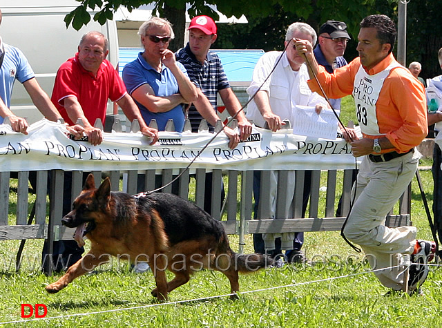 Homar.jpg - Giovani maschi Homar dei Colli di Uzzano al trotto