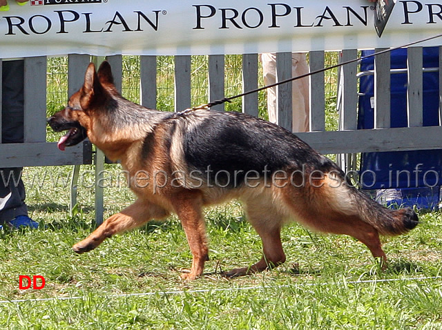 Vicky-di-Casa-Ardigo.jpg - Giovani femmine Vicky di Casa Ardigò