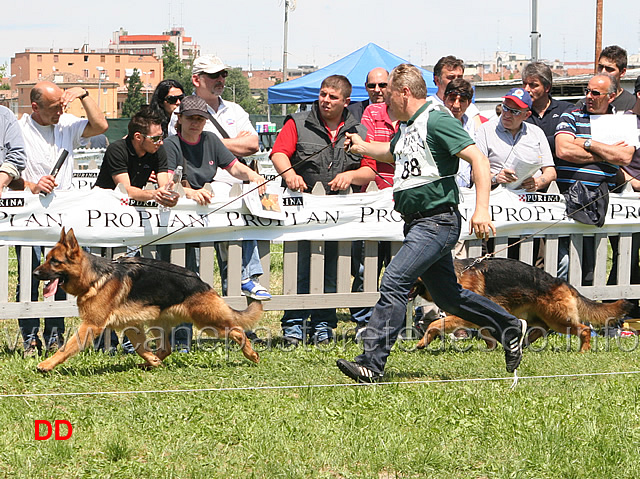 Zeus-del-Catone-e-Jack-del-Samengio.jpg - Giovani maschi Zeus del Catone e Jack del Samengio