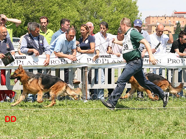 Zeus-e-Jack.jpg - Giovani maschi Zeus del Catone e Jack del Samengio